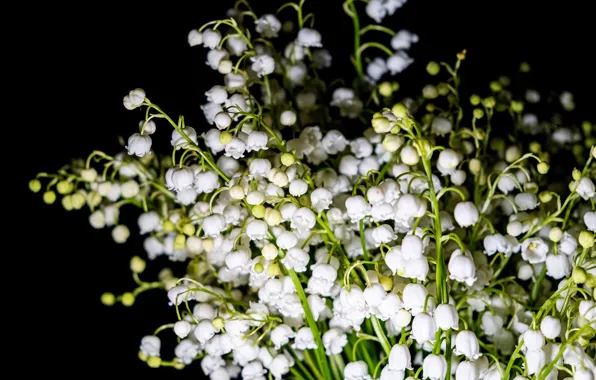 Picture flowers, bouquet, white, black background, lilies of the valley