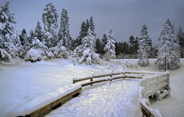Winter, forest, snow, the fence, ate, the fence