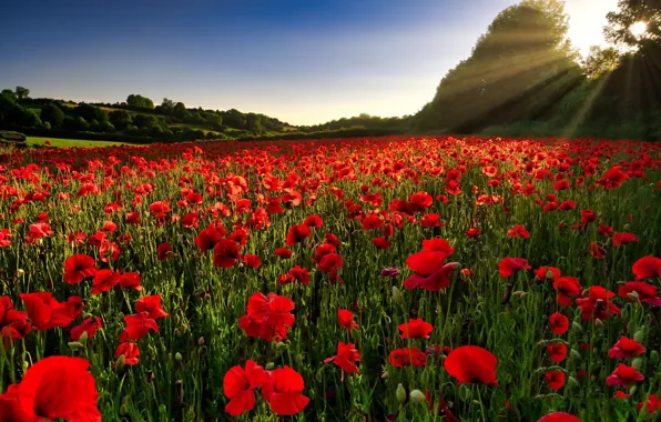 Summer, Maki, morning