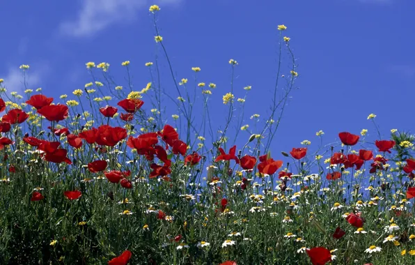 Picture field, the sky, the sun, flowers, Maki, chamomile