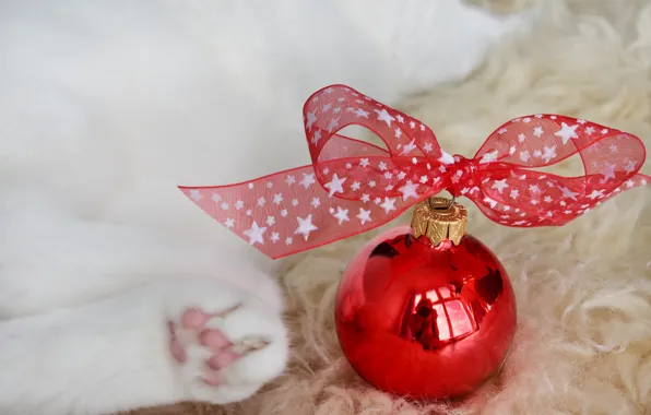 Winter, cat, white, cat, red, holiday, ball, paws