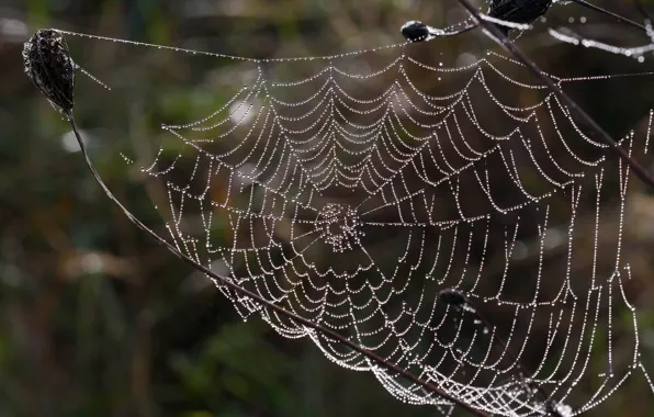 Picture drops, branches, Web