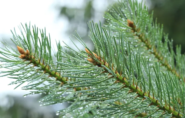 Pine, spruce, twig