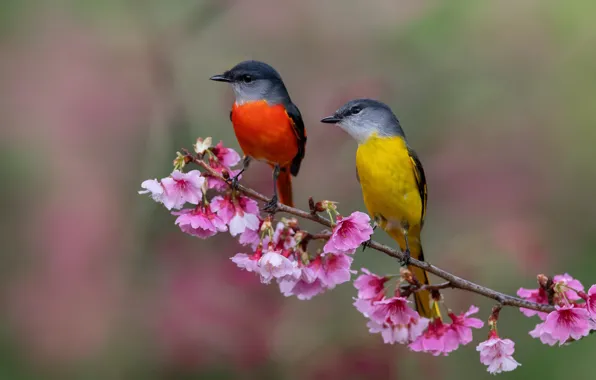 Flowers, birds, background, bright, two, branch, spring, pair