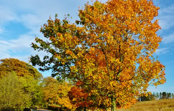 Wallpaper road, autumn, trees, nature, Scotland