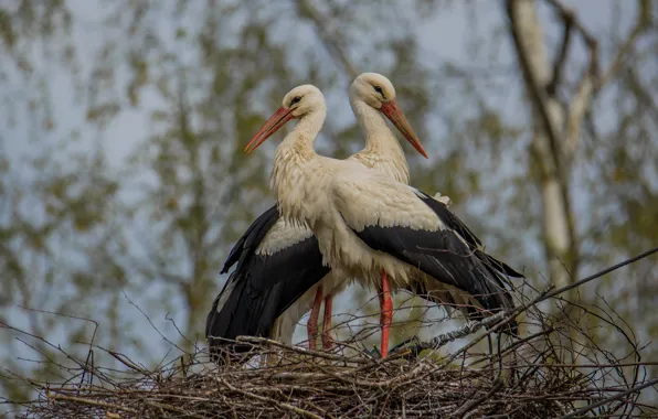 Birds, spring, socket, storks