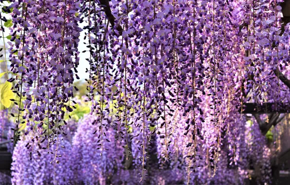 Flowers, stems, beauty, spring, flowering, cascade, lilac, Wisteria