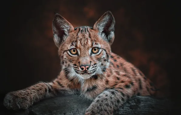 Download Wallpaper Look Face Portrait Log Lynx Wild Cat A Small