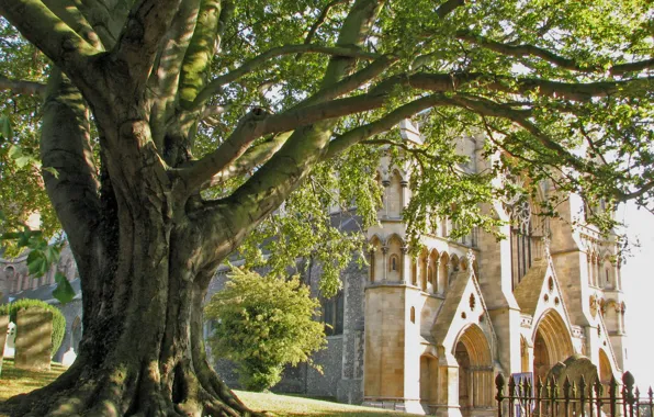 Trees, Gothic, England, Church, Cathedral, architecture, Cathedral, England
