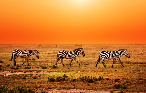 Grass, sunset, Africa, Zebra