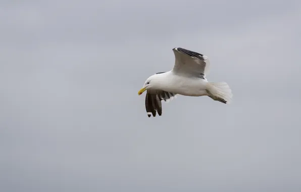 Picture flight, bird, Seagull, flies