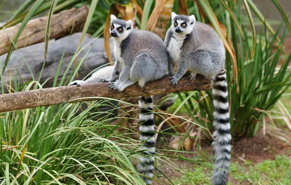 Picture lemurs, a couple, A ring-tailed lemur