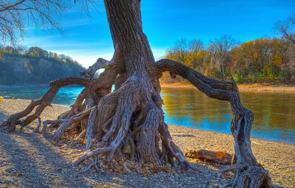 Autumn, forest, the sky, river, tree, root, hdr