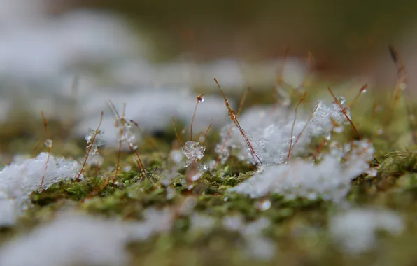 Macro, sprouts, droplets, ice, melting