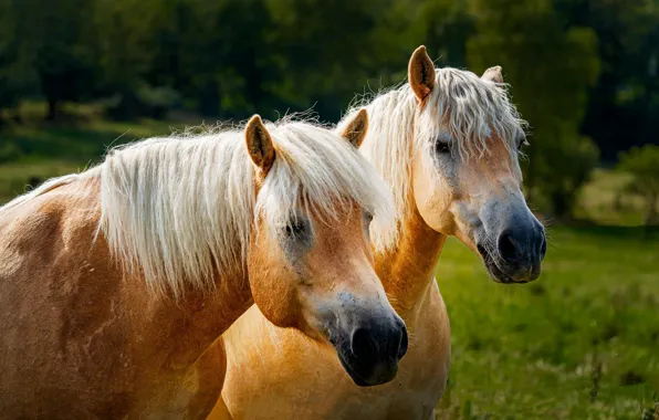Picture face, horse, horse, two, pair, red, Duo, two knights