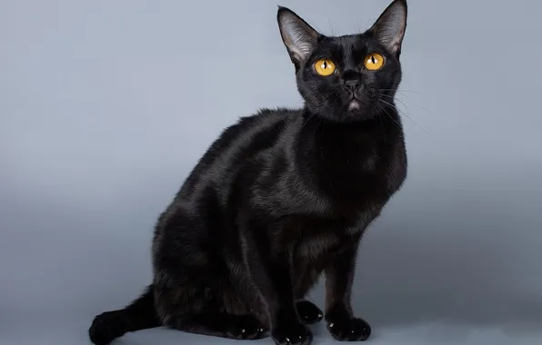 Cat, cat, look, pose, black, grey background, face, sitting