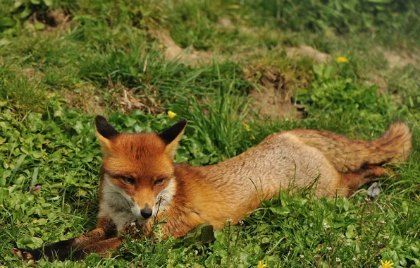 Picture summer, grass, face, stay, Fox, red, Fox