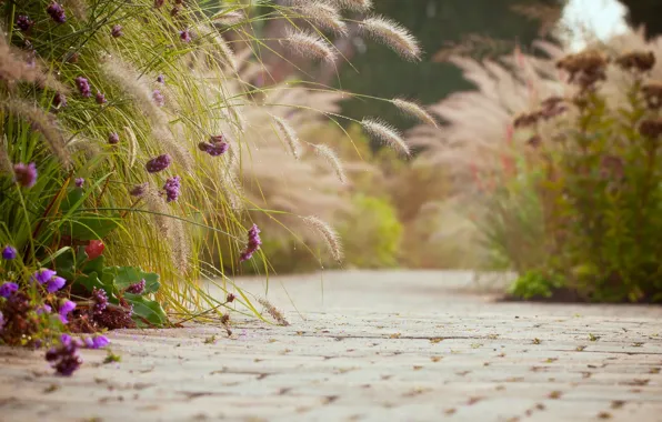 Purple, asphalt, flowers, background, widescreen, Wallpaper, mood, tile