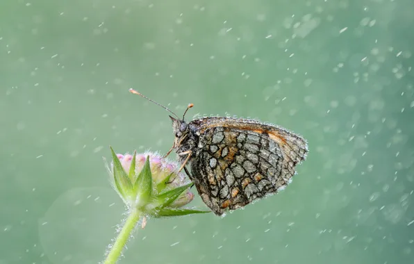 Picture drops, rain, butterfly, plant, Wallpaper from lolita777