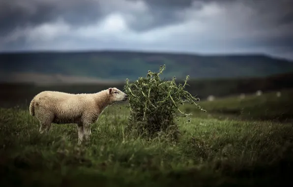 Nature, background, sheep