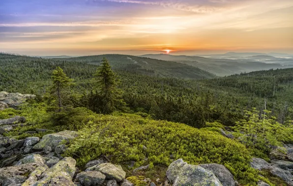 Forest, trees, landscape, sunset, nature, stones