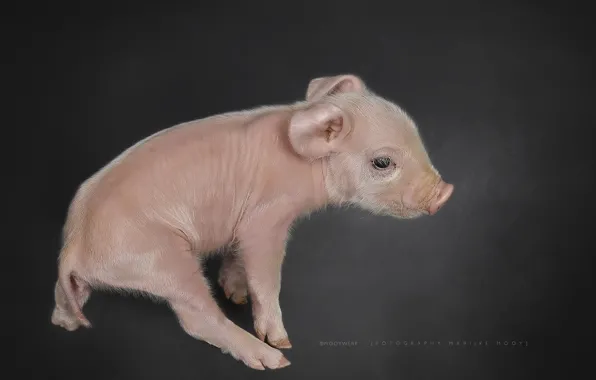 Background, pig, pig