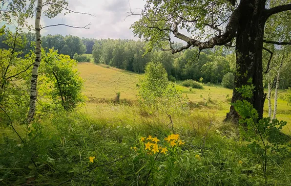 Greens, field, forest, summer, the sky, trees, flowers, branches