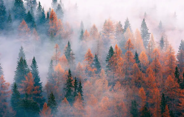 Autumn, forest, trees, nature, fog, November