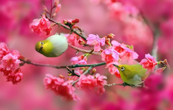 Flowers, branches, nature, cherry, Sakura, Birds, pink, Japanese white-eye