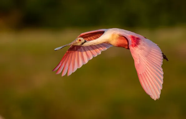 Flight, bird, wings, flies, green background, the scope, roseate spoonbill