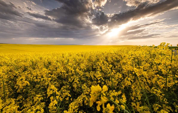 Field, summer, the sky, the sun, clouds, rays, light, flowers