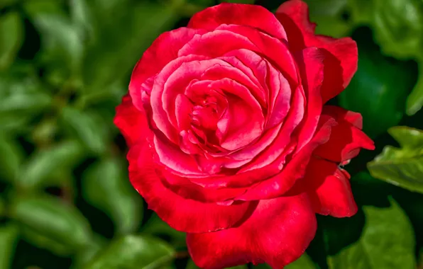 Picture macro, rose, petals, blur, Bud