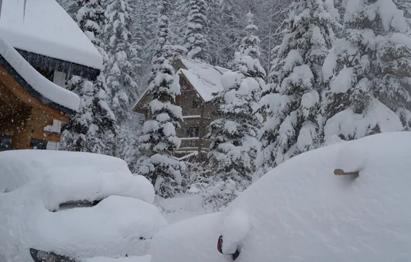 Winter, Snow, Winter, Snow, Snow Houses, Snow Trees, Snowy Houses, Snowy Trees