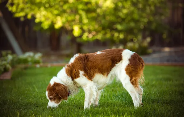 Greens, summer, grass, light, pose, lawn, glade, dog