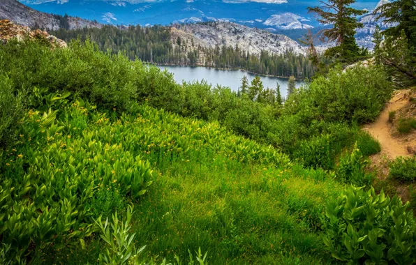 Greens, forest, grass, trees, mountains, lake, trail, CA