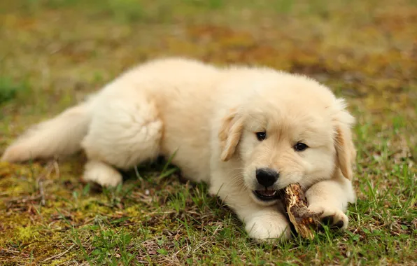 Summer, grass, dog, baby, cute, puppy, lies, wand