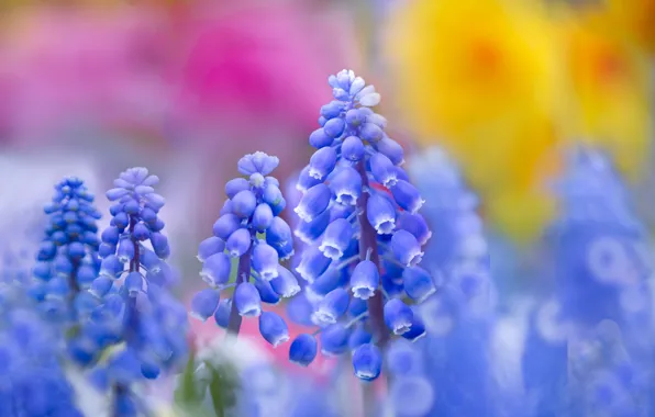 Macro, flowers, spring, blue, blue, Muscari, hyacinth mouse