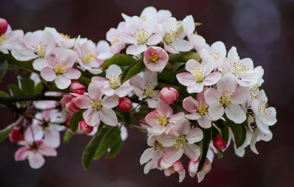 Leaves, flowers, branch, spring, Apple, buds, flowering, in bloom