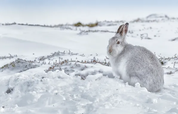 Winter, snow, hare