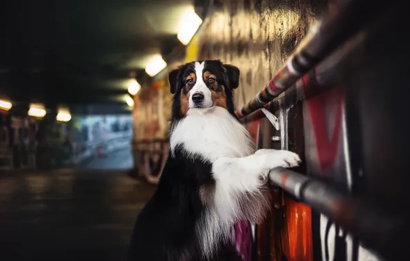 Picture dog, the tunnel, Australian shepherd, Aussie