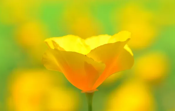 Flower, yellow, petals, blur, stem