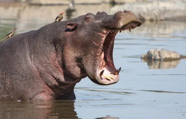 Lake, pond, animal, mouth, begimot