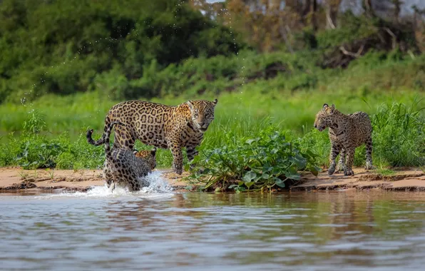 Water, squirt, shore, vegetation, bathing, Jaguar, cub, pond