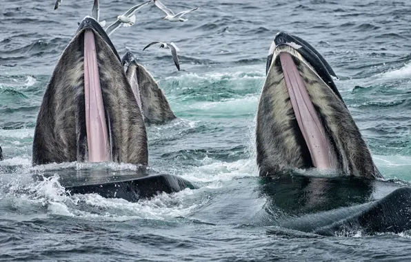 Picture the ocean, seagulls, whales, feeding