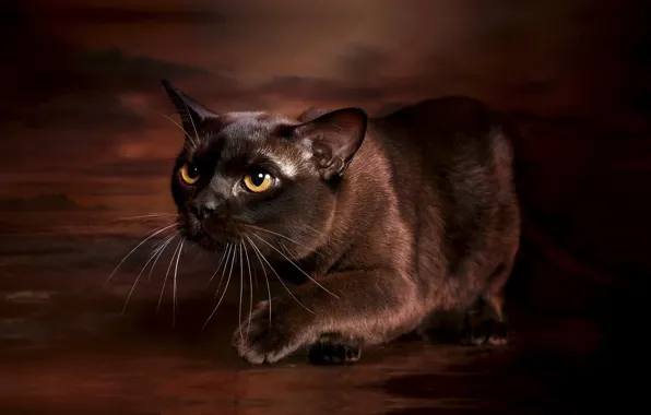Cat, photo, background, grace, The Burmese, Burma, chocolate color
