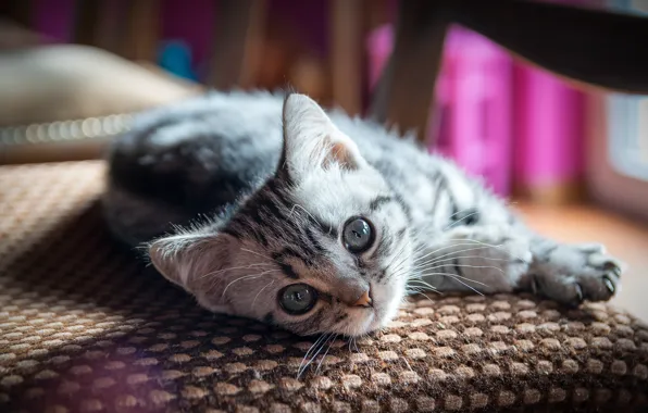 Picture cat, cat, look, muzzle, lies, kitty, British