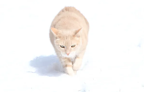 Cat, cat, snow, walk