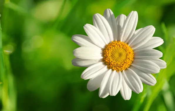 Flower, summer, Daisy