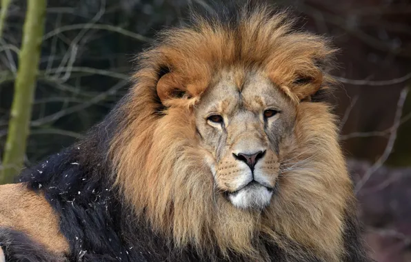 Look, face, portrait, Leo, mane, handsome
