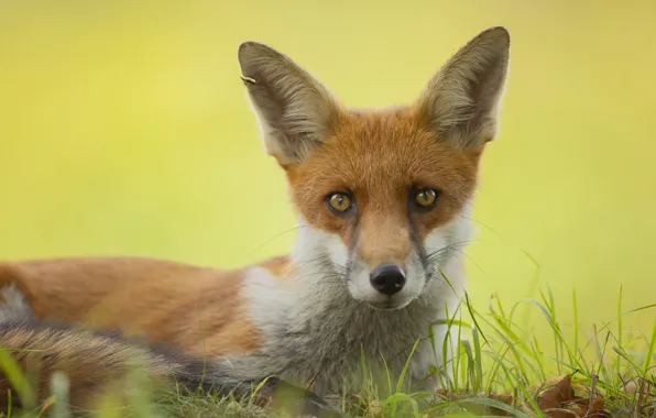Look, face, nature, background, portrait, Fox, red, Fox